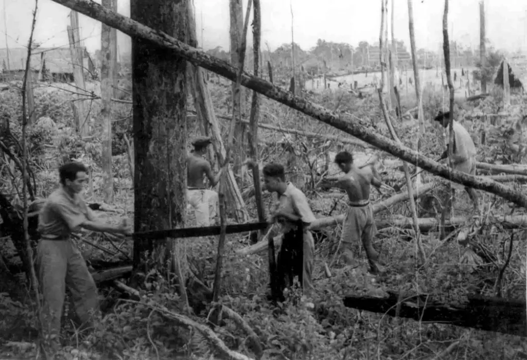 Settlers clearing felled trees in the jungle